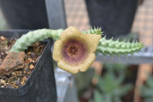 Tavaresia Angolensis cutting