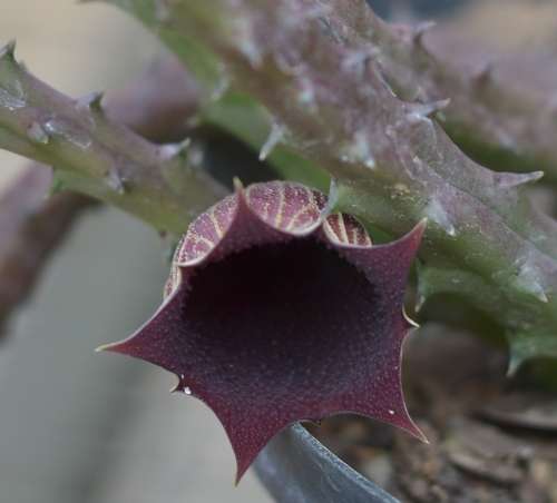 Huernia Keniensis cutting