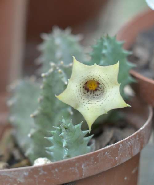 Huernia Blyderiverensis cutting