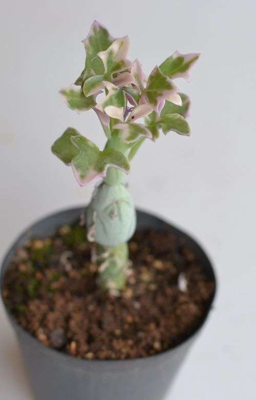 Variegated Candle Plant