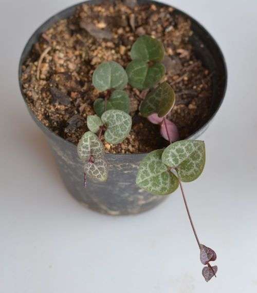 String of hearts