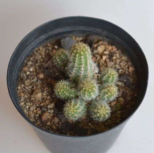 Peanut cactus