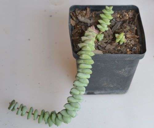 Crassula