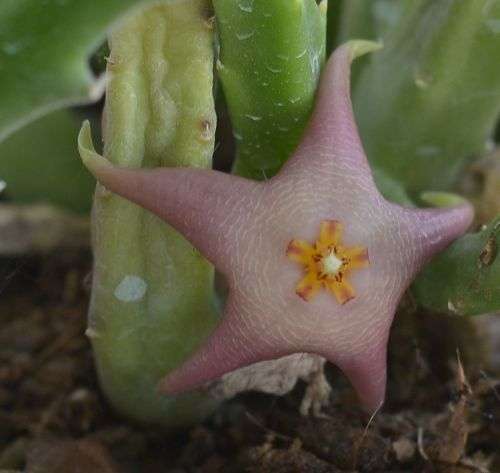 Stapelia Divaricata