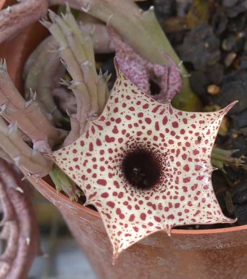 Huernia Occulta cutting