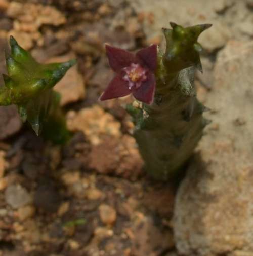 Australluma Ubomboensis cutting