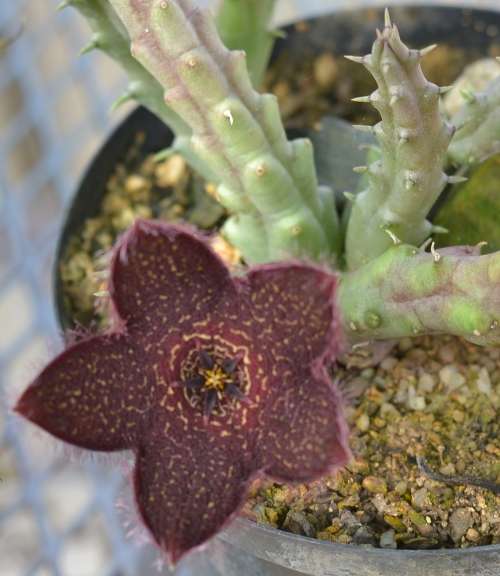 Tridentae Geminiflora cutting