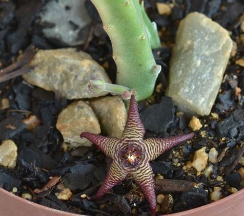 Stapelia Cedrimontana cutting