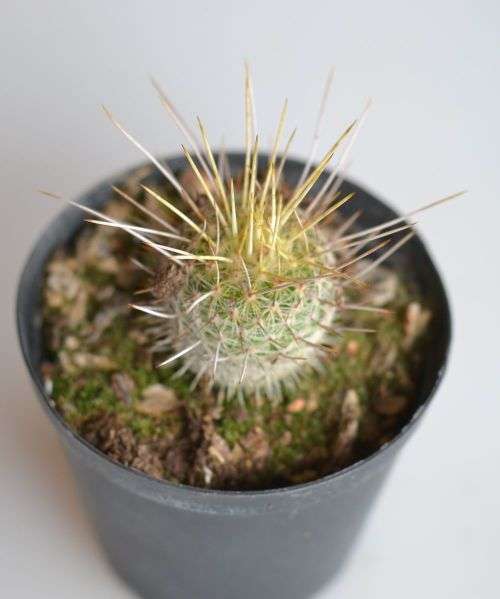 Cactus