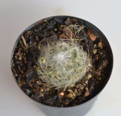 Cactus