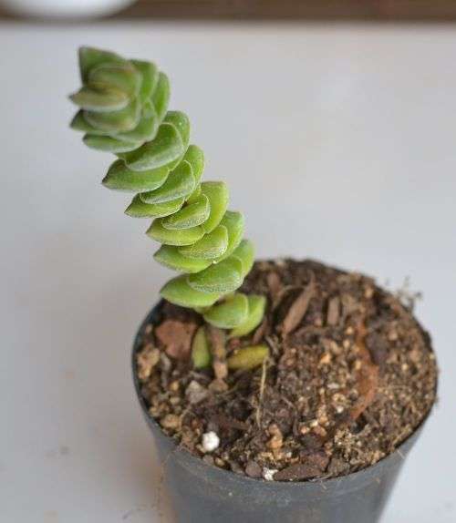 Crassula