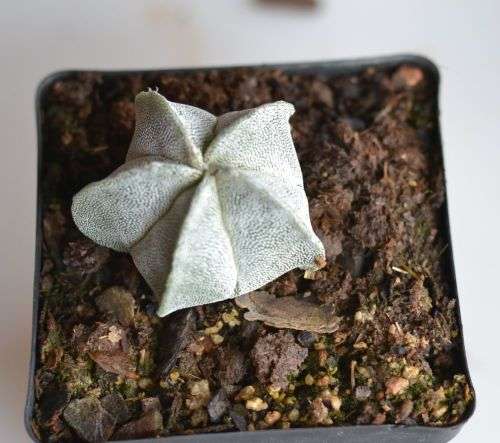 Astrophytum Myriostigma