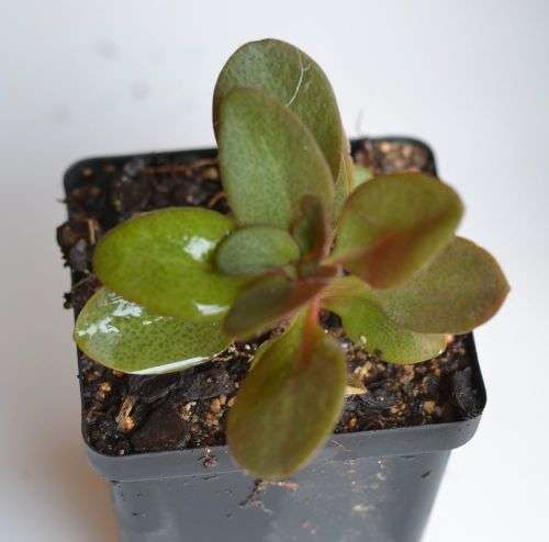 Crassula Multicava Purple Dragon
