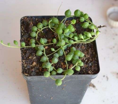 String of pearls