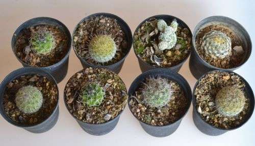 8 x cactus
