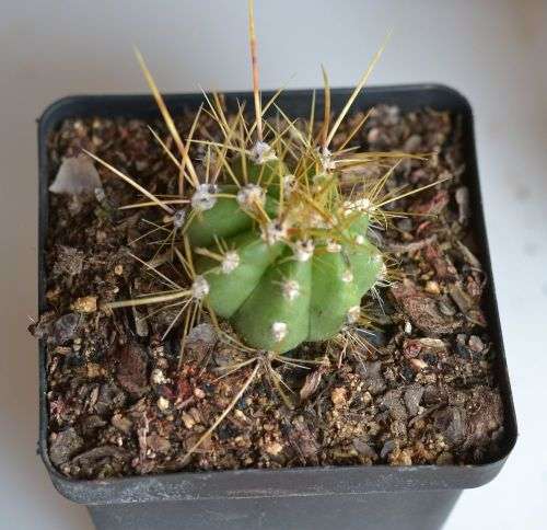 Cactus