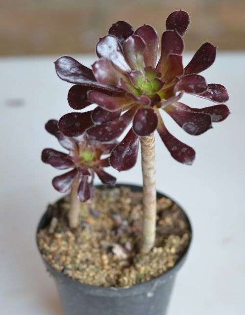 Aeonium
