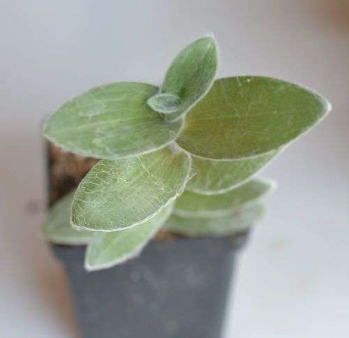 Lamsoor vetplant