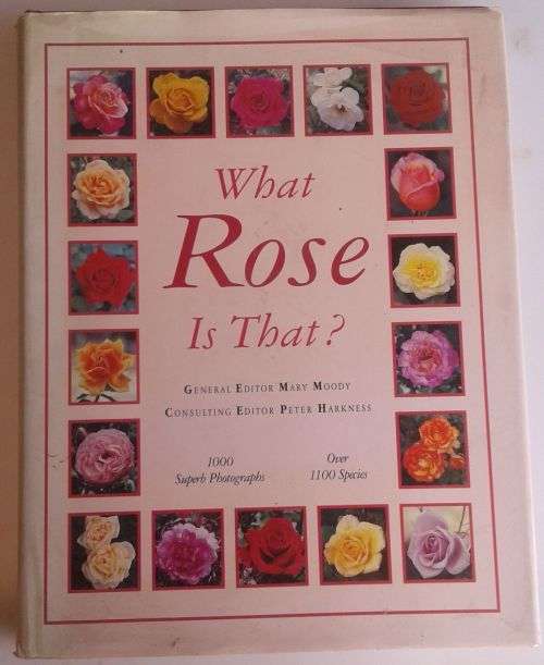 What rose is that