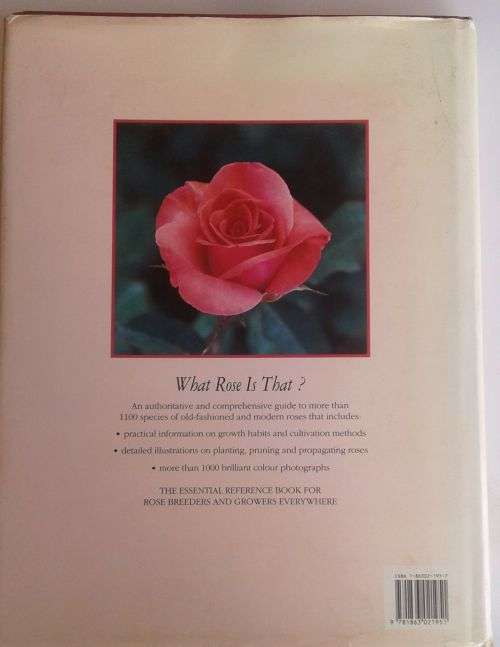 What rose is that