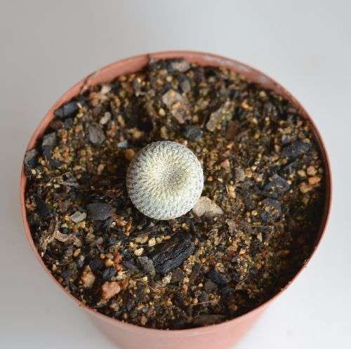 Button cactus