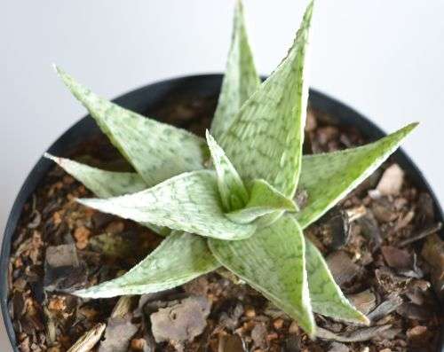 Aloe Quicksilver