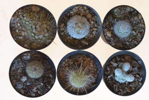 6 x Cactus