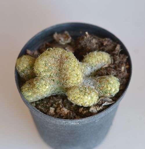 Brain cactus
