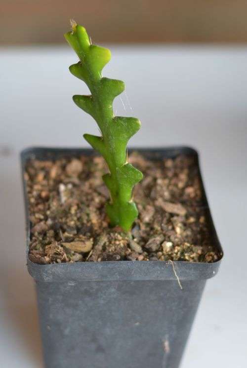 Ric Rac Cactus