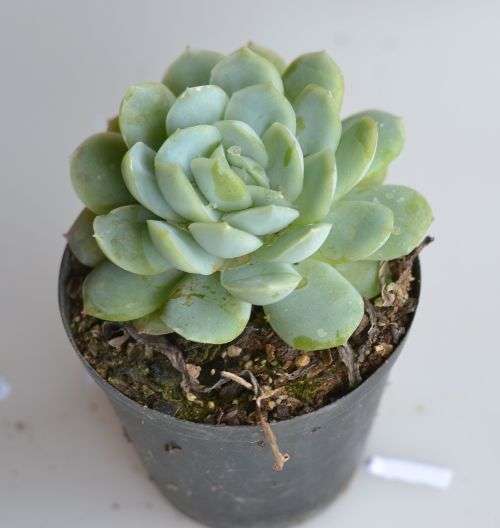 Echeveria
