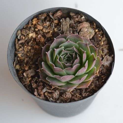 Jovibarba Heuffelii