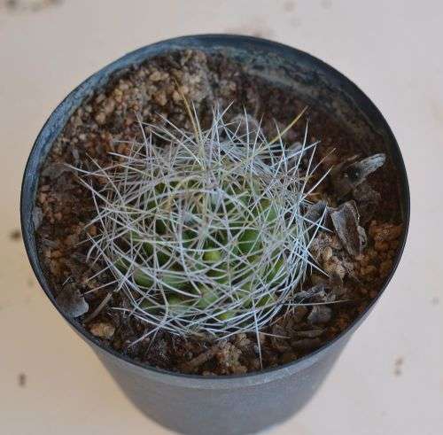 Mammillaria camptotricha