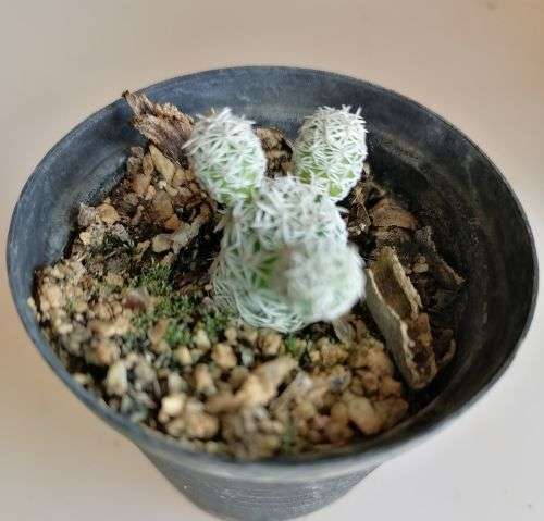 Cactus