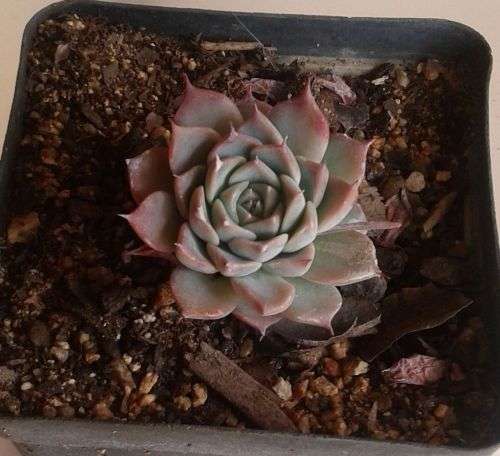 Echeveria