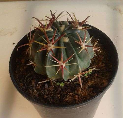 Cactus