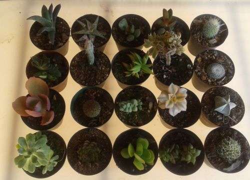 20 x Succulent and cactus (Incl. variegated gasteria, aeonium sunburst cristate and astrophytum)