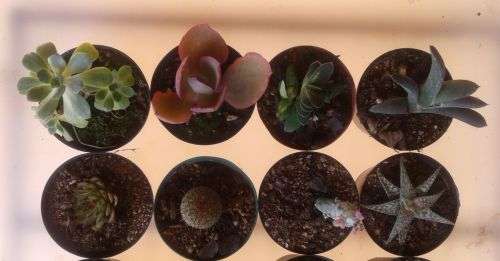 20 x Succulent and cactus (Incl. variegated gasteria, aeonium sunburst cristate and astrophytum)