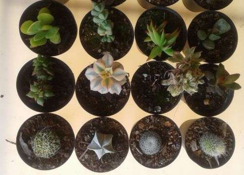 20 x Succulent and cactus (Incl. variegated gasteria, aeonium sunburst cristate and astrophytum)