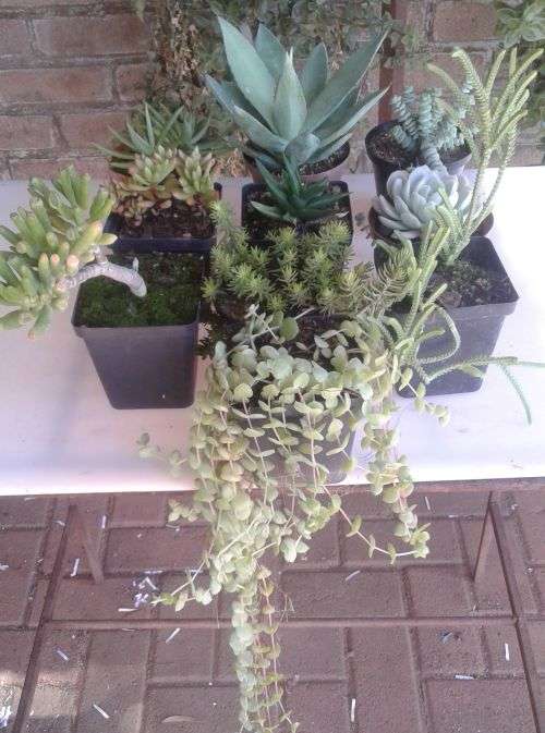 10 x Succulent