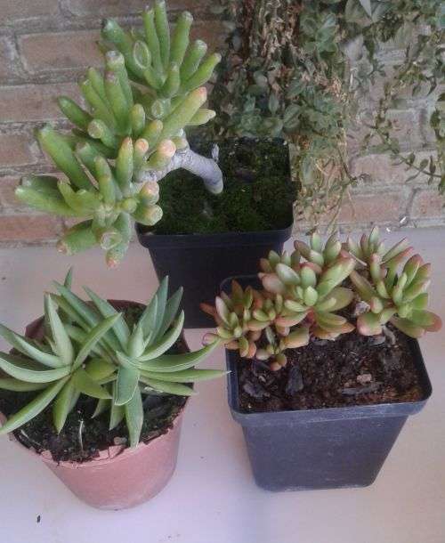 10 x Succulent