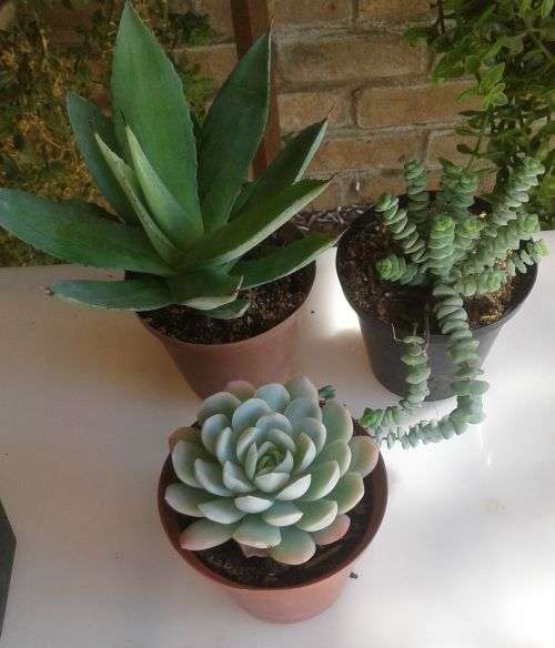 10 x Succulent