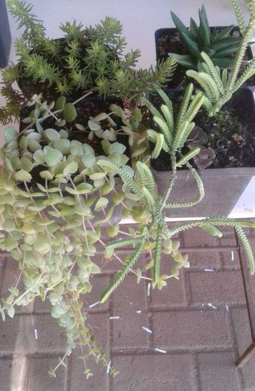 10 x Succulent
