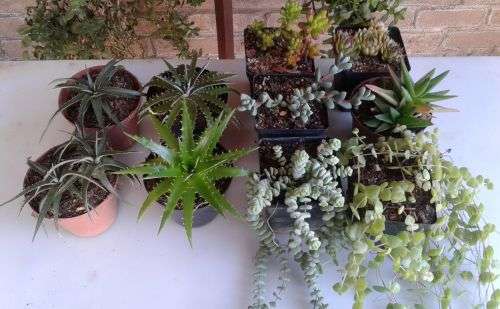 10 x Dyckia and succulents