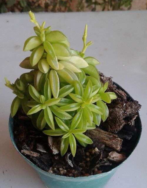 Pepperomia