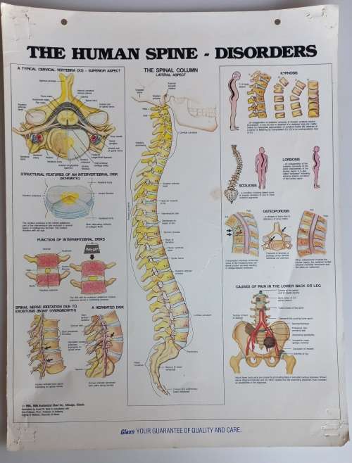 Vintage school poster - The human spine