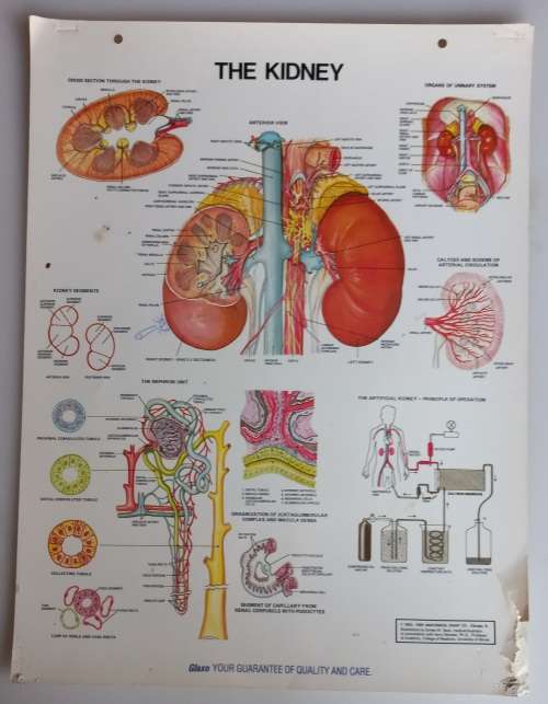 Vintage school poster - The kidney
