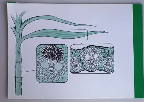 Vintage school posters x 8: The SA sugar industry science teacher`s kit no 3