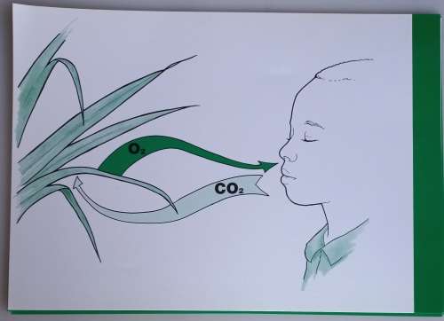 Vintage school posters x 8: The SA sugar industry science teacher`s kit no 3