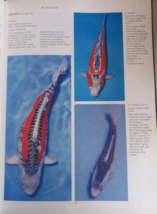 Living jewels, Koi keeping in South Africa
