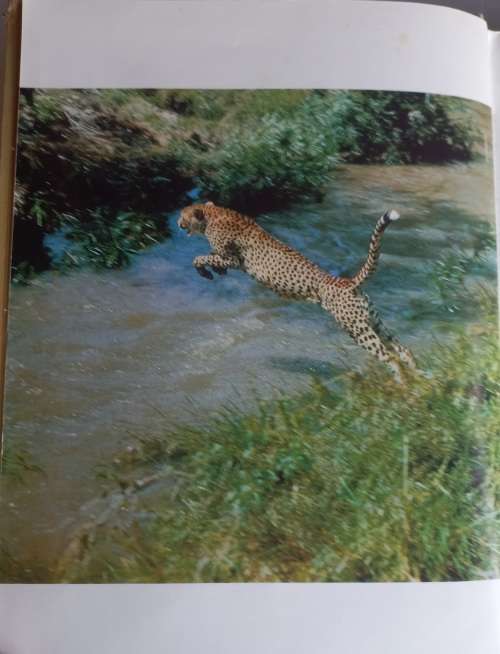 The spotted sphinx by Joy Adamson